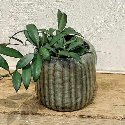 スギカウ / SERAX(セラックス) リブスワンプポット Φ15.5×H14.5cm グリーン