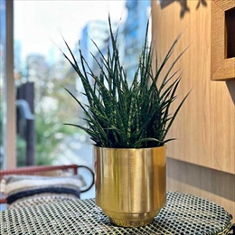 スギカウ / CLOVER(クローバー) アルミプランター ゴールド Φ16.5