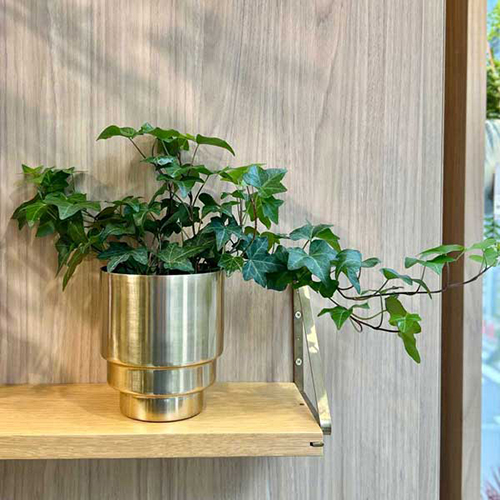 スギカウ / CLOVER(クローバー) アルミプランター ゴールド Φ16.5