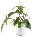 botanopia(ボタノピア) 植物用くい ミニ ポンポン ゴールデン