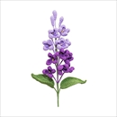 The Way to You(ザウェイトゥユー) ライラックパープル