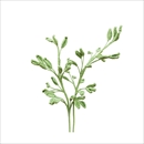 The Way to You(ザウェイトゥユー) フェアリーリーフ